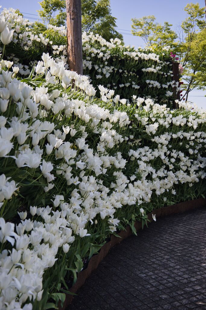 花の大谷（白）