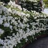 花の大谷（白）