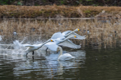 流し撮り練習３