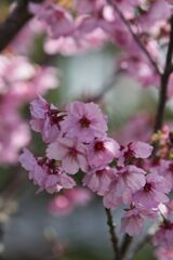 近所の庭巡り(桜)
