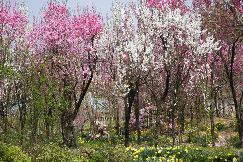 花桃の園