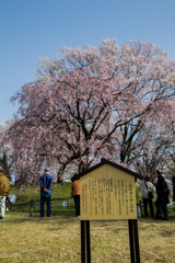 2020新種に登録の桜（説明）