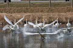 北帰行前の集結