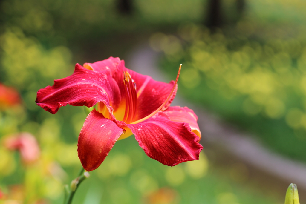 太閤山ランドの花１