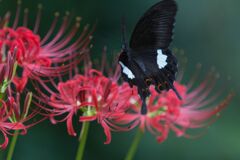 モンキアゲハと彼岸花