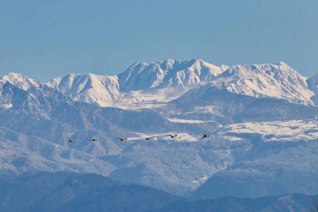 立山と白鳥