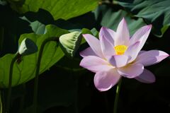 高田城址公園の蓮(ピンク)