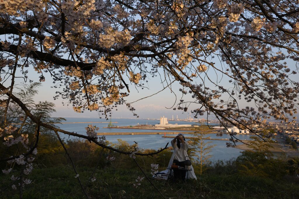 桜の下で野点