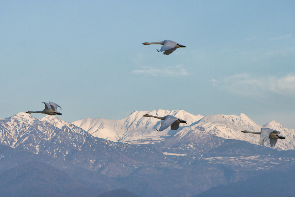 大空に舞う(立山)