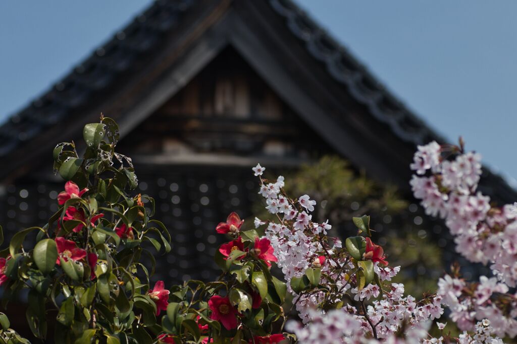 近所の庭巡り(椿と桜)