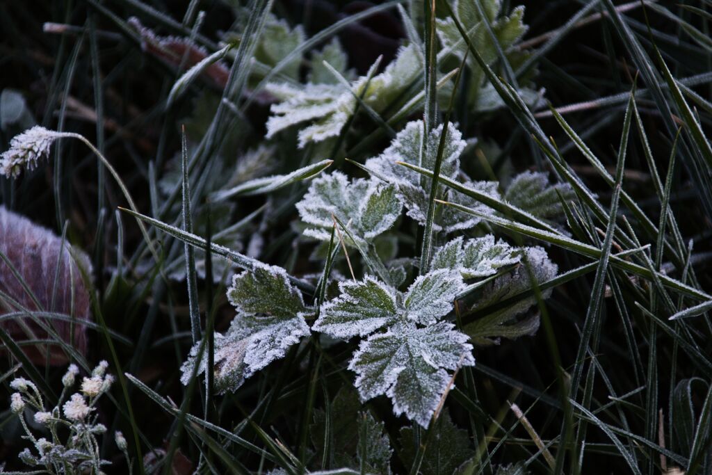 寒かった朝