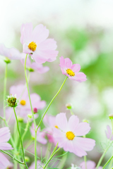 秋桜２