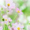 秋桜２