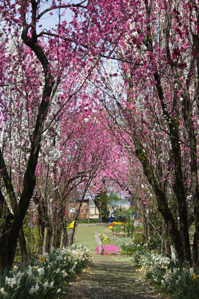 花桃の小径