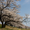 神通川さくら堤散策(桜並木)