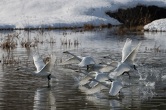 一斉に飛び出し(１グループ)