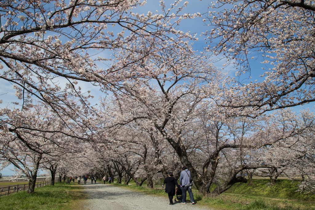 舟川の桜並木