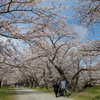 舟川の桜並木