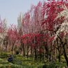 花桃の公園２