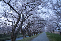 日の出前の桜並木