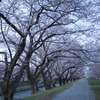 日の出前の桜並木
