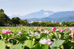 高田城址公園の蓮と妙高山