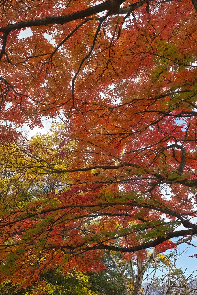 天を覆う紅葉