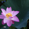 蓮 1