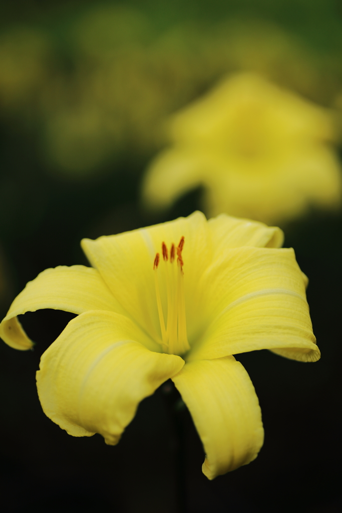 太閤山ランドの花３