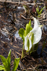 池ケ原湿原の水芭蕉