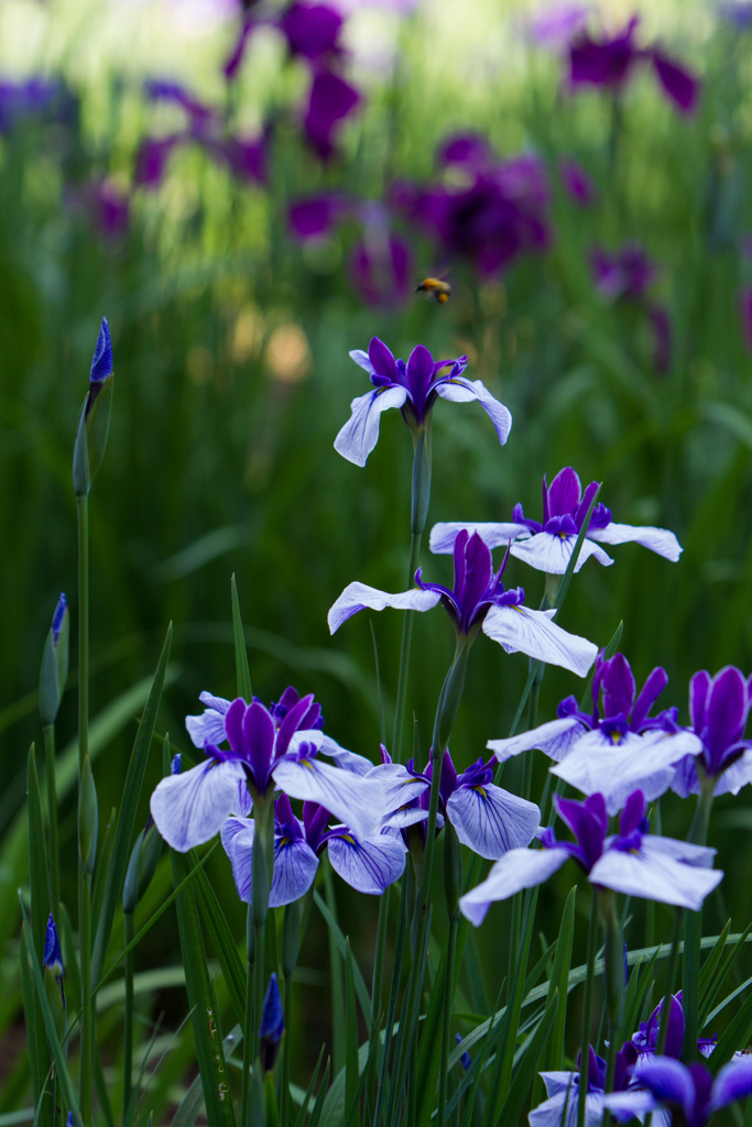 頼成の森 花しょうぶ４