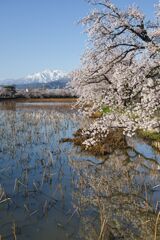 桜と妙高山、映り込み