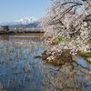 桜と妙高山、映り込み