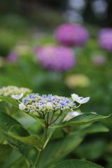 紫陽花１