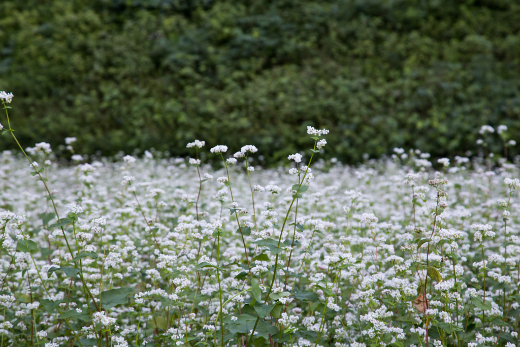 蕎麦の花 by kuuaojiji （ID：9851920） - 写真共有サイト:PHOTOHITO