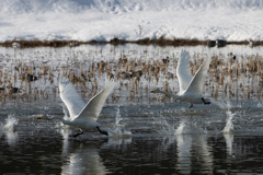 コンコルド君の飛び出し