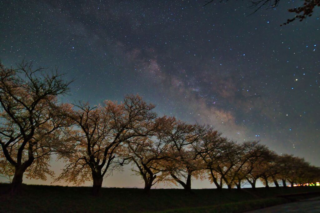 舟川の桜、天の川添え２