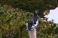 立山にてモデル撮影会（雷鳥編）