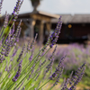 ラベンダーと富夢創野