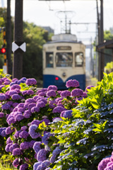 紫陽花と万葉線