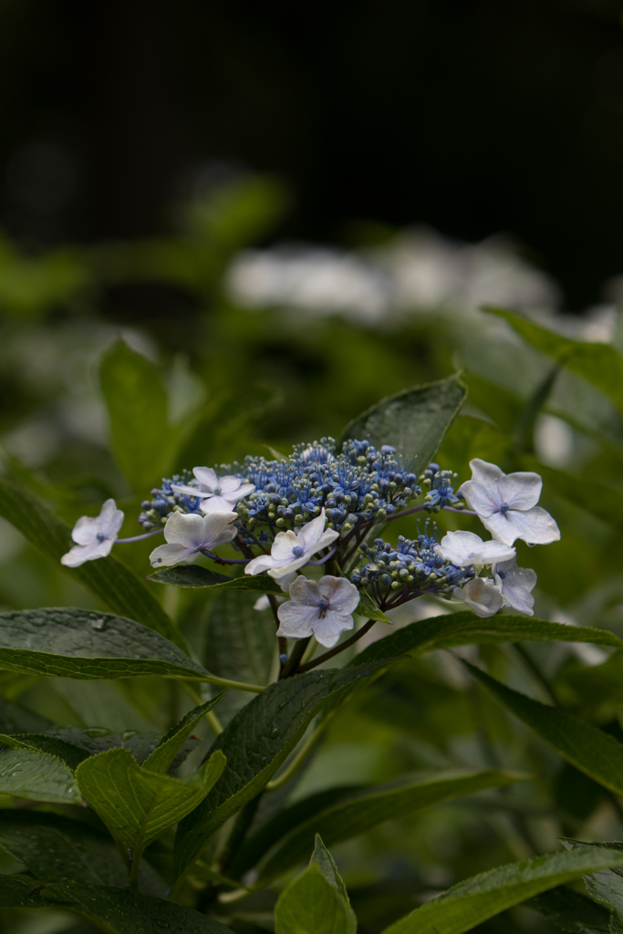 太閤山ランドの紫陽花１