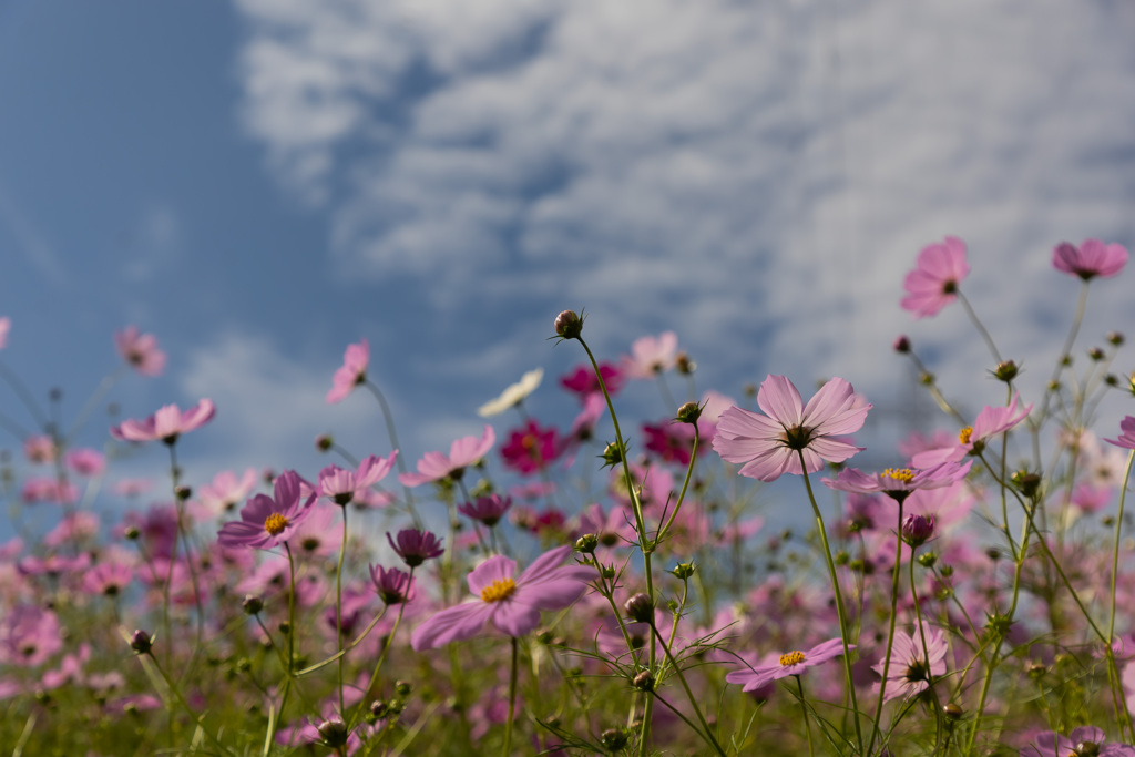 秋の雲と秋桜