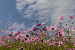 秋の雲と秋桜