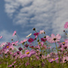 秋の雲と秋桜