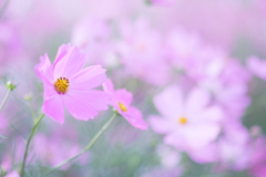 秋桜３