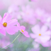 秋桜３