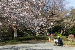 桜スケッチをする人