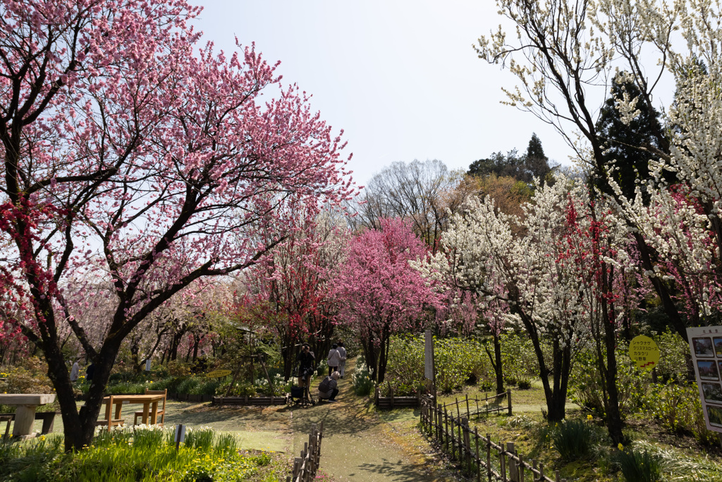 花桃の公園