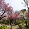 花桃の公園