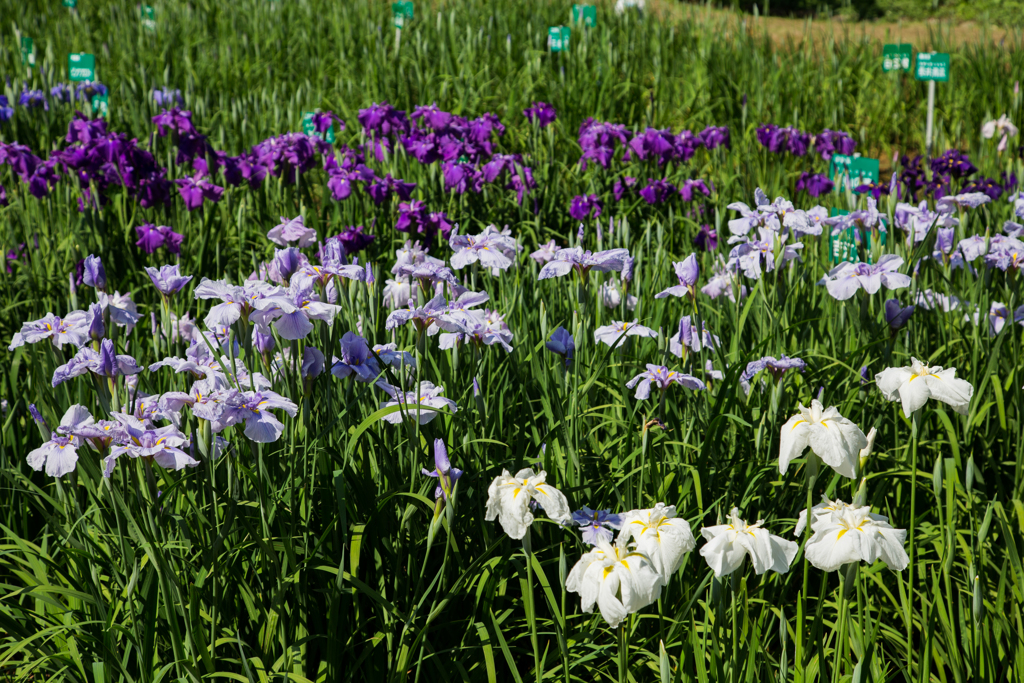 頼成の森 花しょうぶ祭り